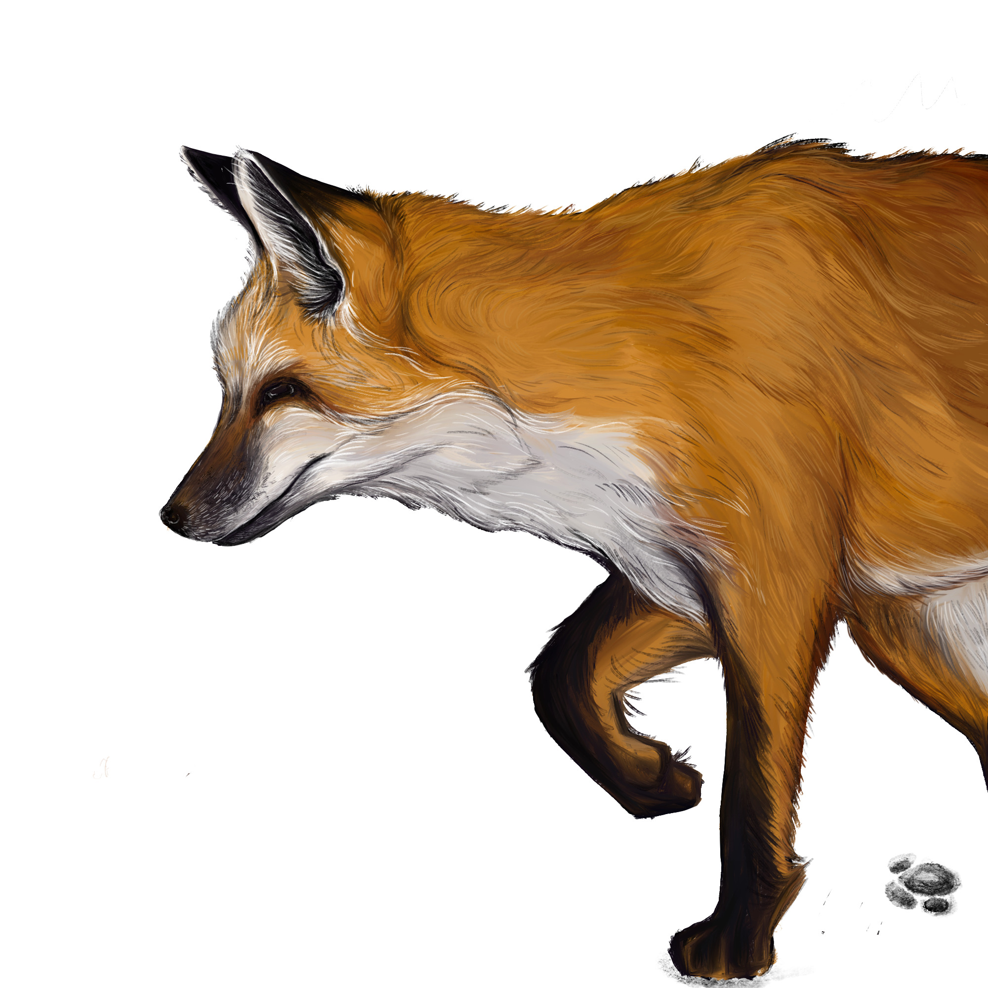 Fox